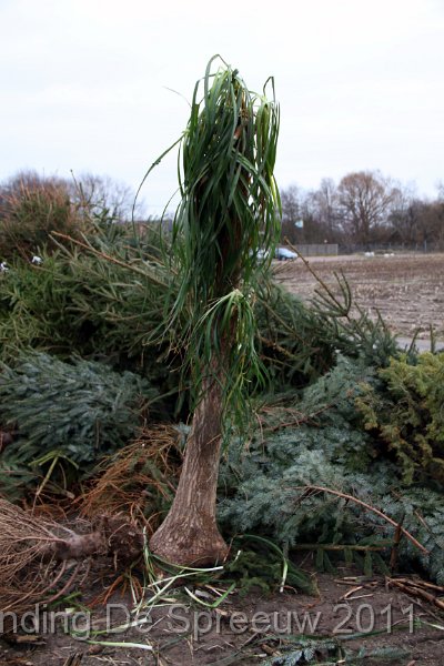 IMG_0047.JPG - exotisch hout in de Spreeuwenhoek?