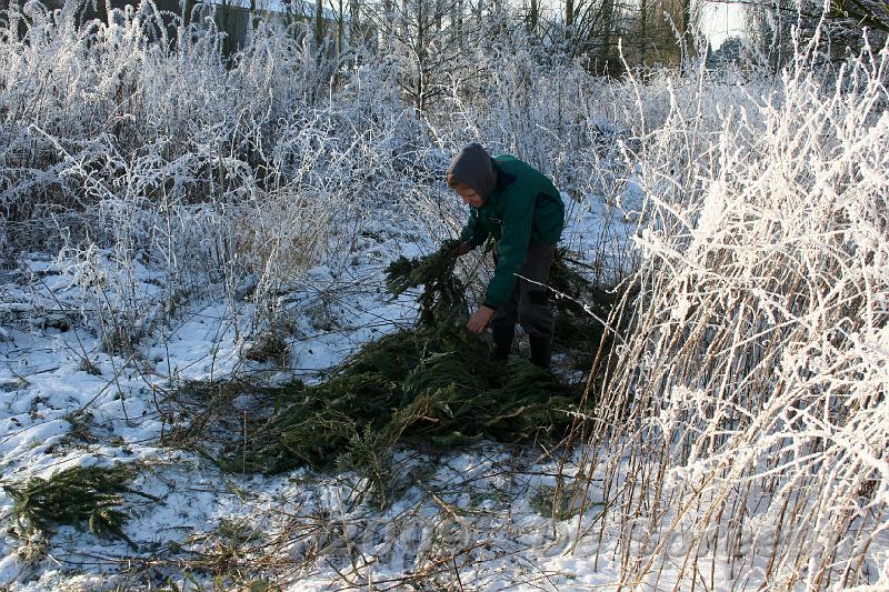 IMG_7225.JPG - betrapt, daar liggen al onze kerstbomen die we gisteravond plots misten...