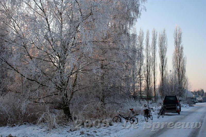 IMG_6776.JPG - zo hebben sommige moedige spreeuwen de kou en de gladde wegen getrotseerd