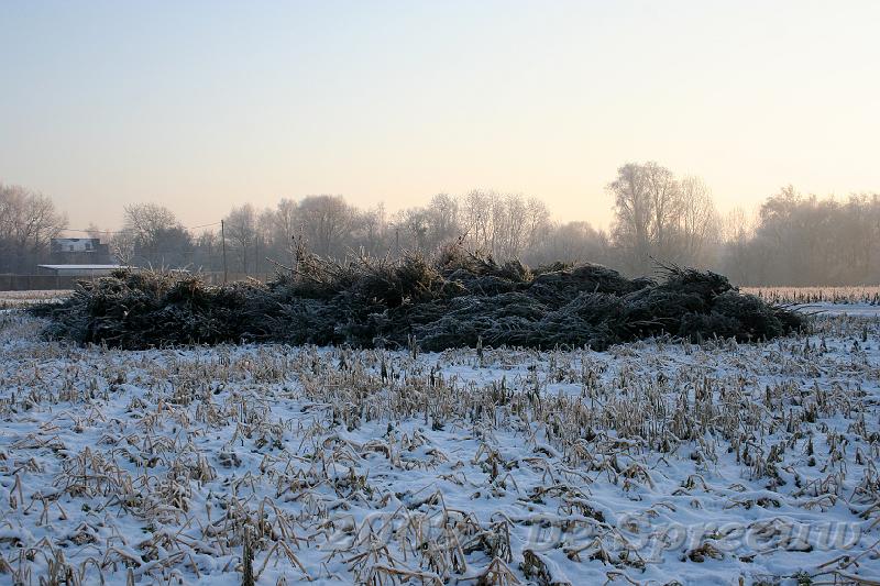 IMG_6782.JPG - het veld lag bezaaid met bevroren sprieten vlak voor een hoop afgedankte kerstbomen