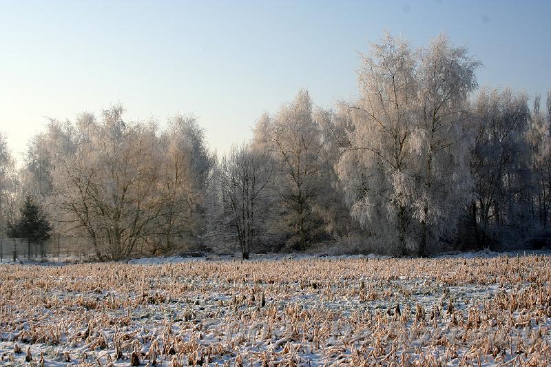 IMG_6836.JPG - Dit is pas het ware Muizen met een schitterende spreeuwenhoek in de winter