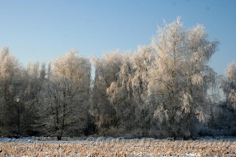IMG_6838.JPG - vollop natuur verstopt onder een wit deken