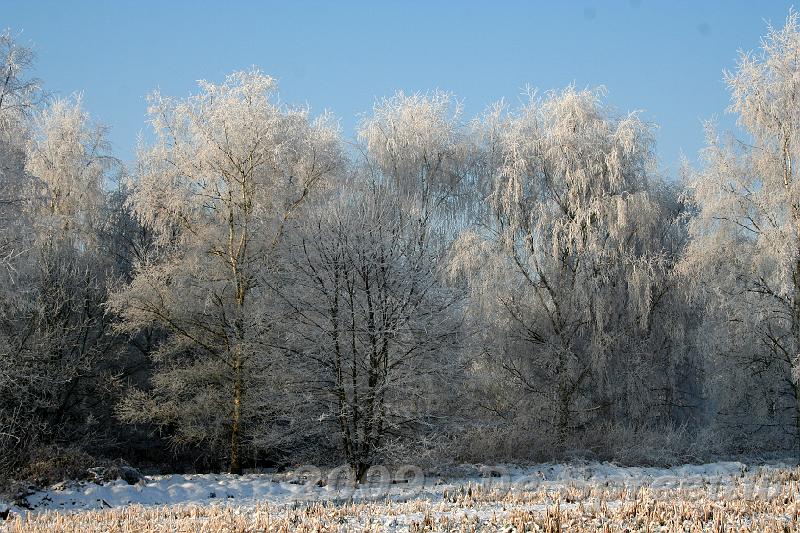 IMG_6840.JPG - en aan bomen met sneeuwslierten geen gebrek