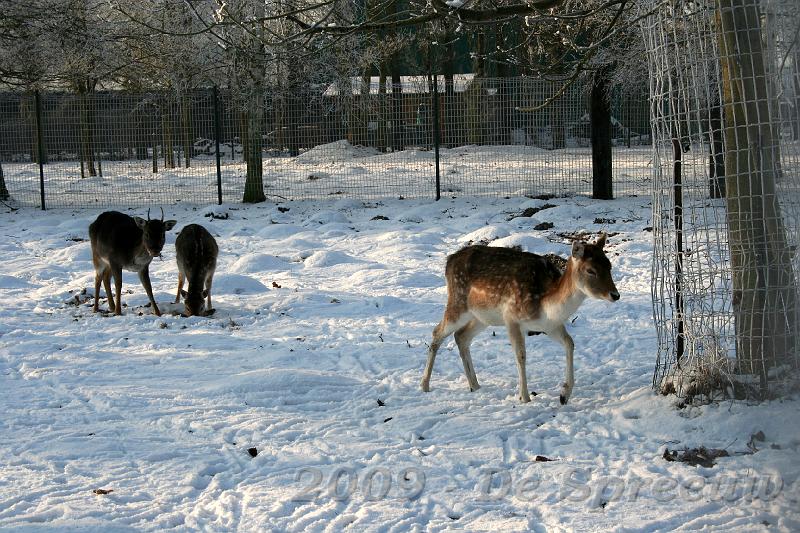IMG_6843.JPG - er liep zelfs nen helen troep wilde beesten rond