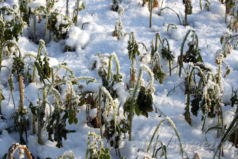 IMG_6890.JPG - en treurt en sterft dan al dat groen...?