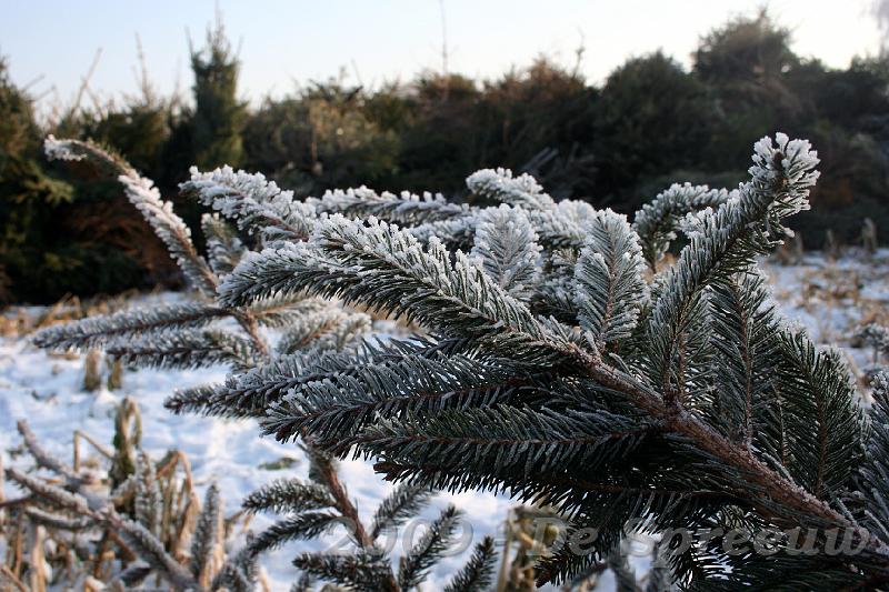 IMG_6892.JPG - dennetakken die plaats moeten maken voor beton en asfalt...?