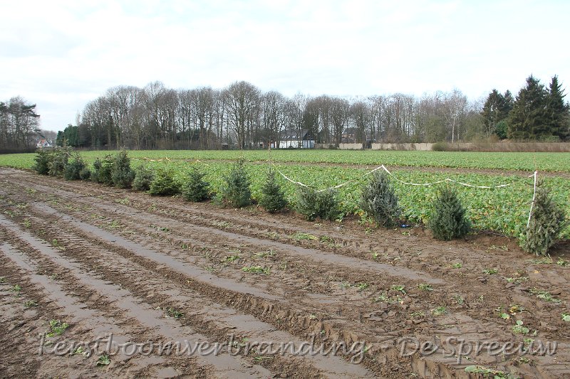 IMG_2149.JPG - ja, plezant zo'n haagje, maar mochten er niet wat meer lichtjes in?