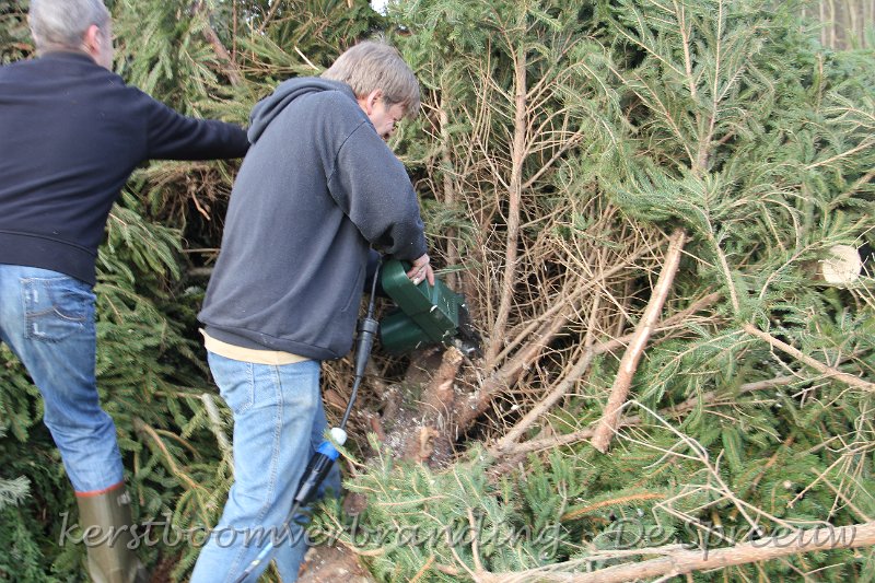 IMG_2176.JPG - alle zijtakken eraf