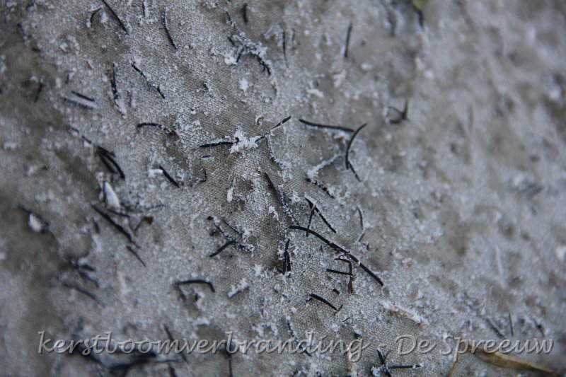 IMG_2912.JPG - het lijken wel streptococcen