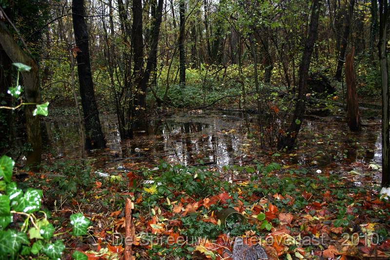 IMG_0480.JPG - Struikheidestraat (bufferbos)