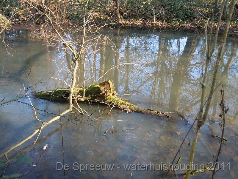 DSCN2100.JPG - Bufferbos (Buffermoeras)